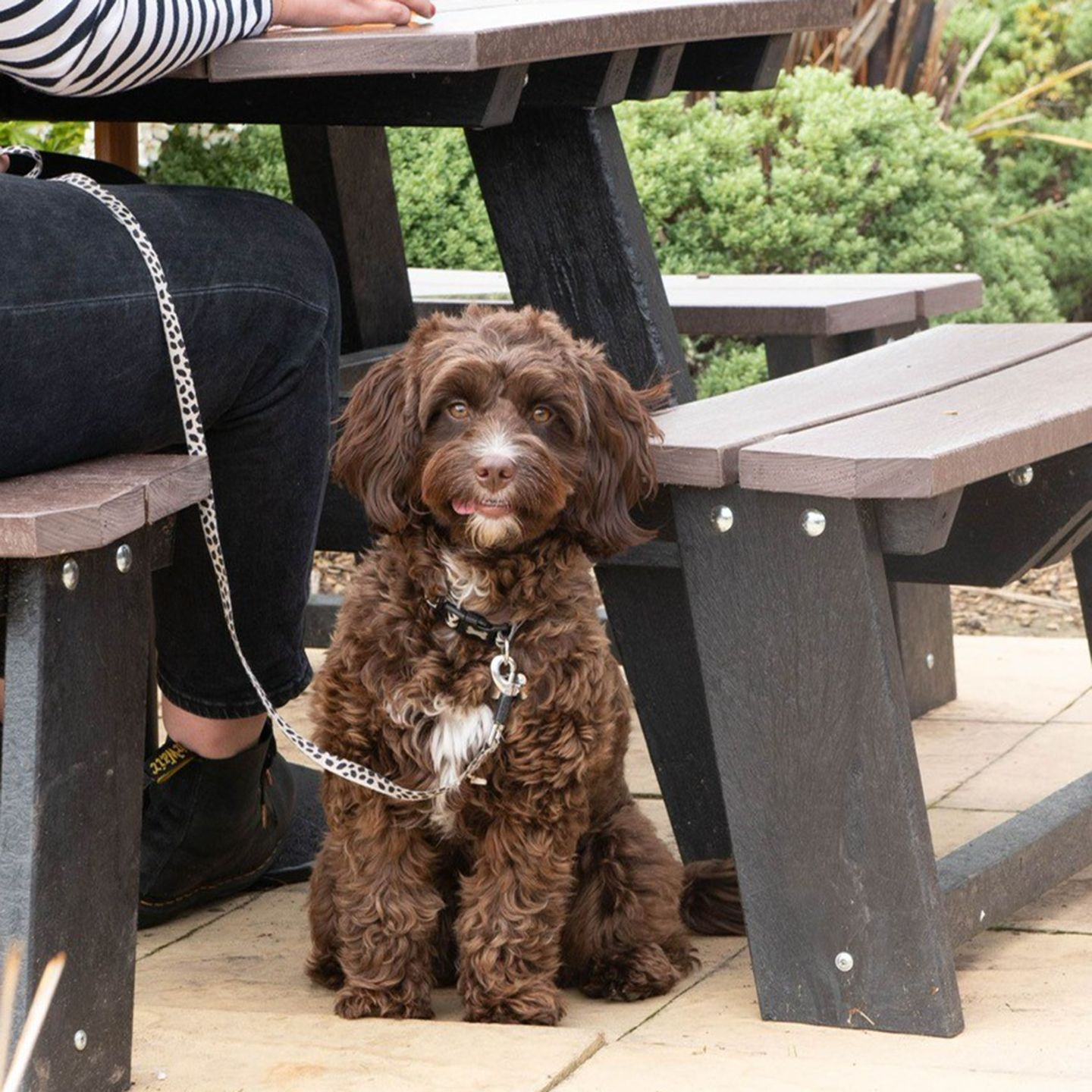 Your local dog friendly pub in Seaham